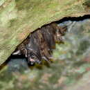 Image of Ruwenzori Horseshoe Bat