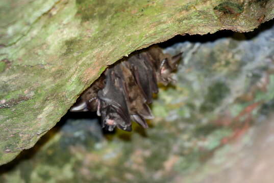Image of Ruwenzori Horseshoe Bat
