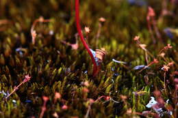 Image of Slender-leafed duck orchid