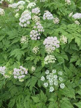 Image of Chaerophyllum hirsutum L.