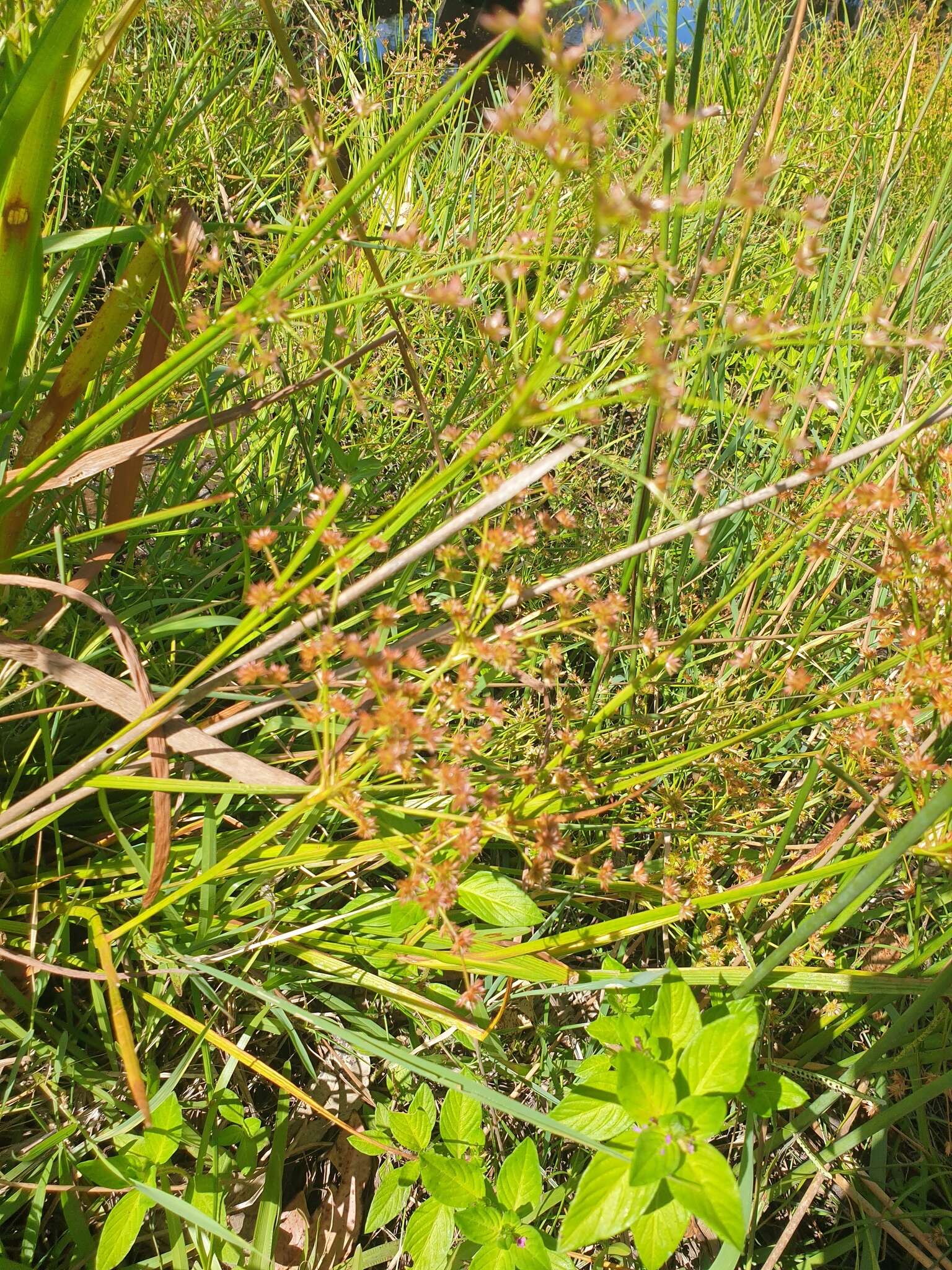 Juncus prismatocarpus R. Br. resmi