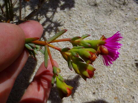 Image of Lampranthus densifolius (L. Bol.) L. Bol.