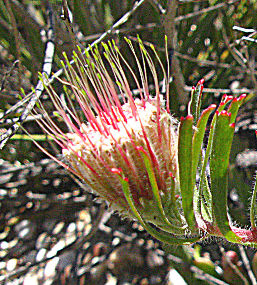 Image of Leucospermum saxatile (Salisb. ex Knight) Rourke