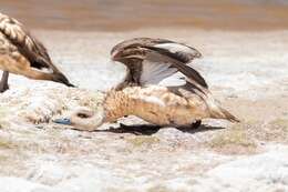 Image of Andean Crested Duck