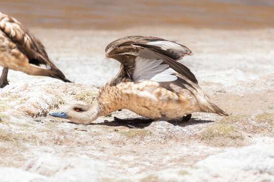 Image of Andean Crested Duck