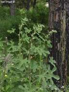 Image of Alcea digitata (Boiss.) Alef.