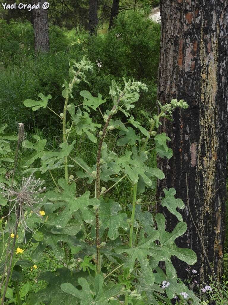 Image of Alcea digitata (Boiss.) Alef.