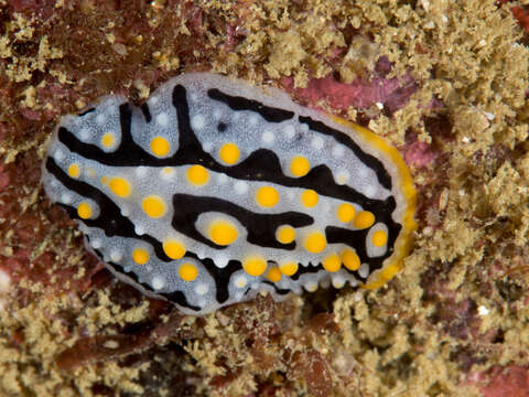 Image of Phyllidia exquisita Brunckhorst 1993