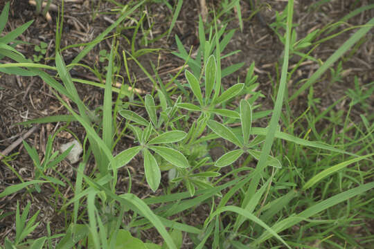 Image of large Indian breadroot