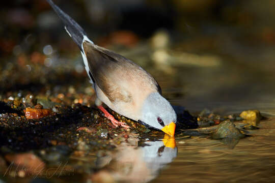 Imagem de Poephila acuticauda acuticauda (Gould 1840)