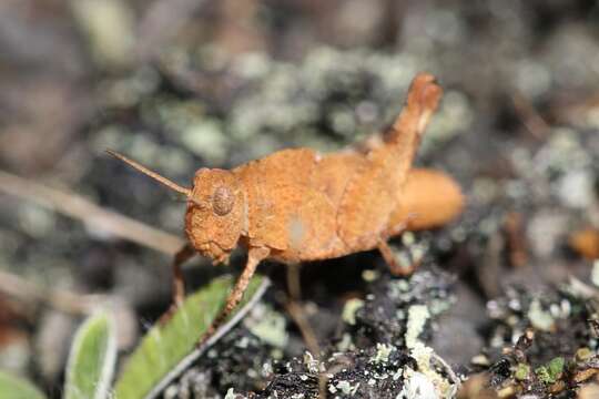 Image of blue-winged grasshopper