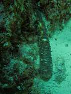 Image of tiger tail sea cocumber