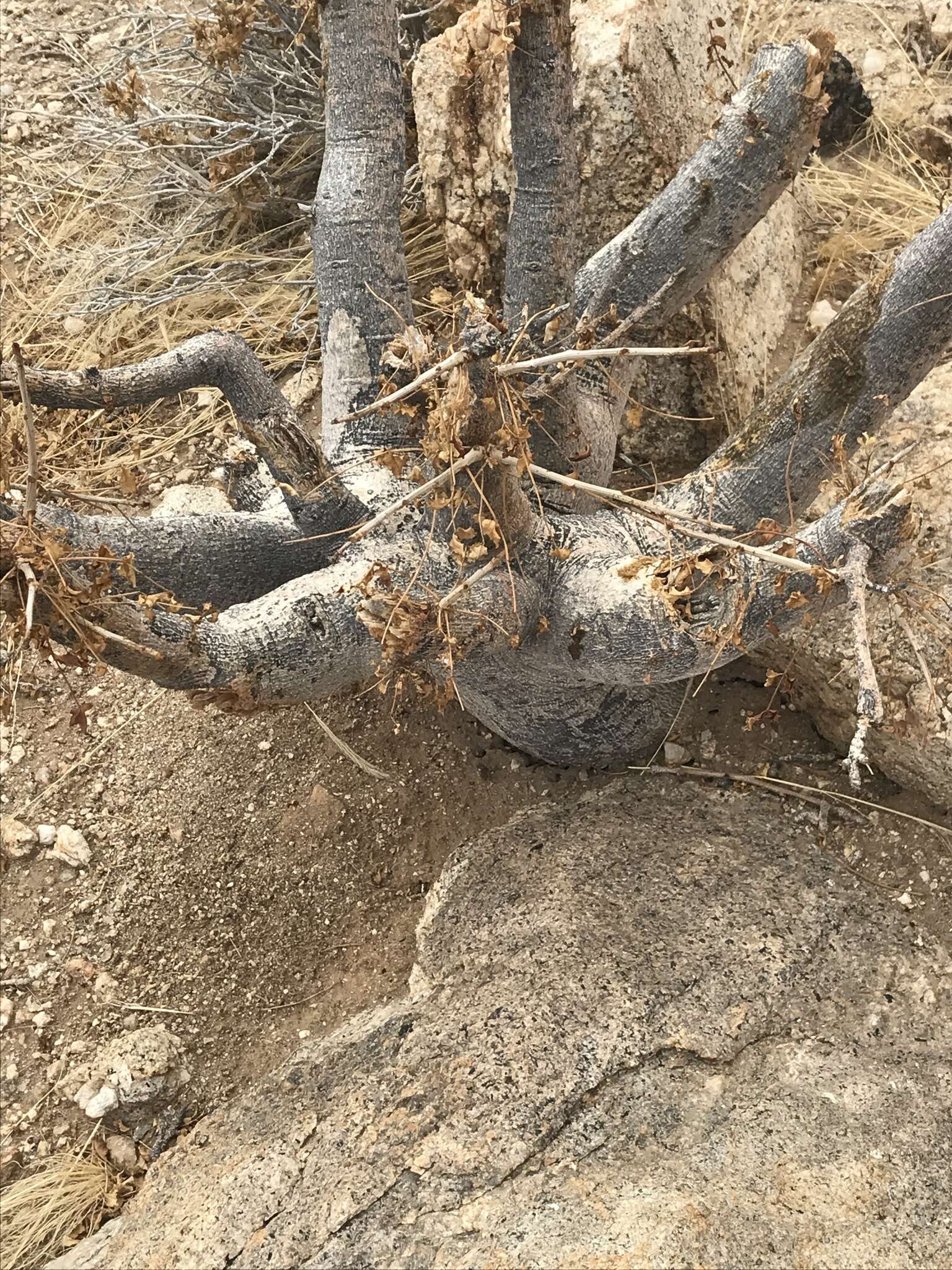 Plancia ëd Commiphora saxicola Engl.