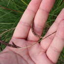 Image of Carex elata subsp. elata