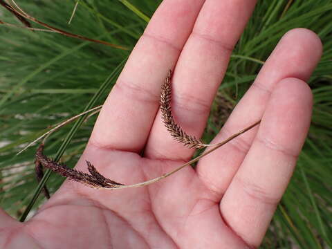 Image of Carex elata subsp. elata
