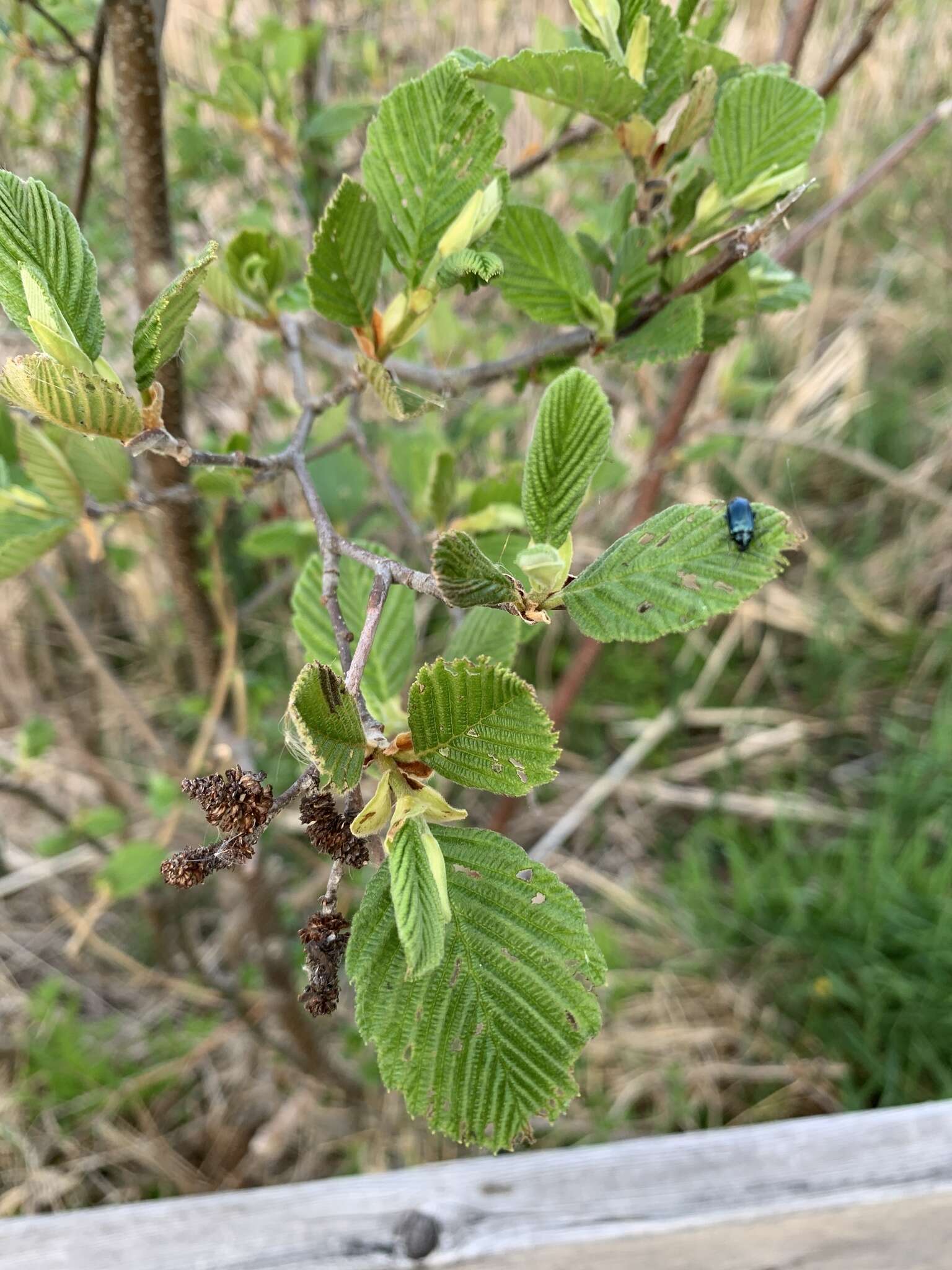 Image of Alder Flea Beetle