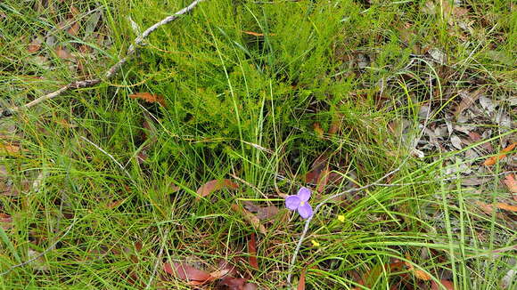 Image of Patersonia sericea var. sericea