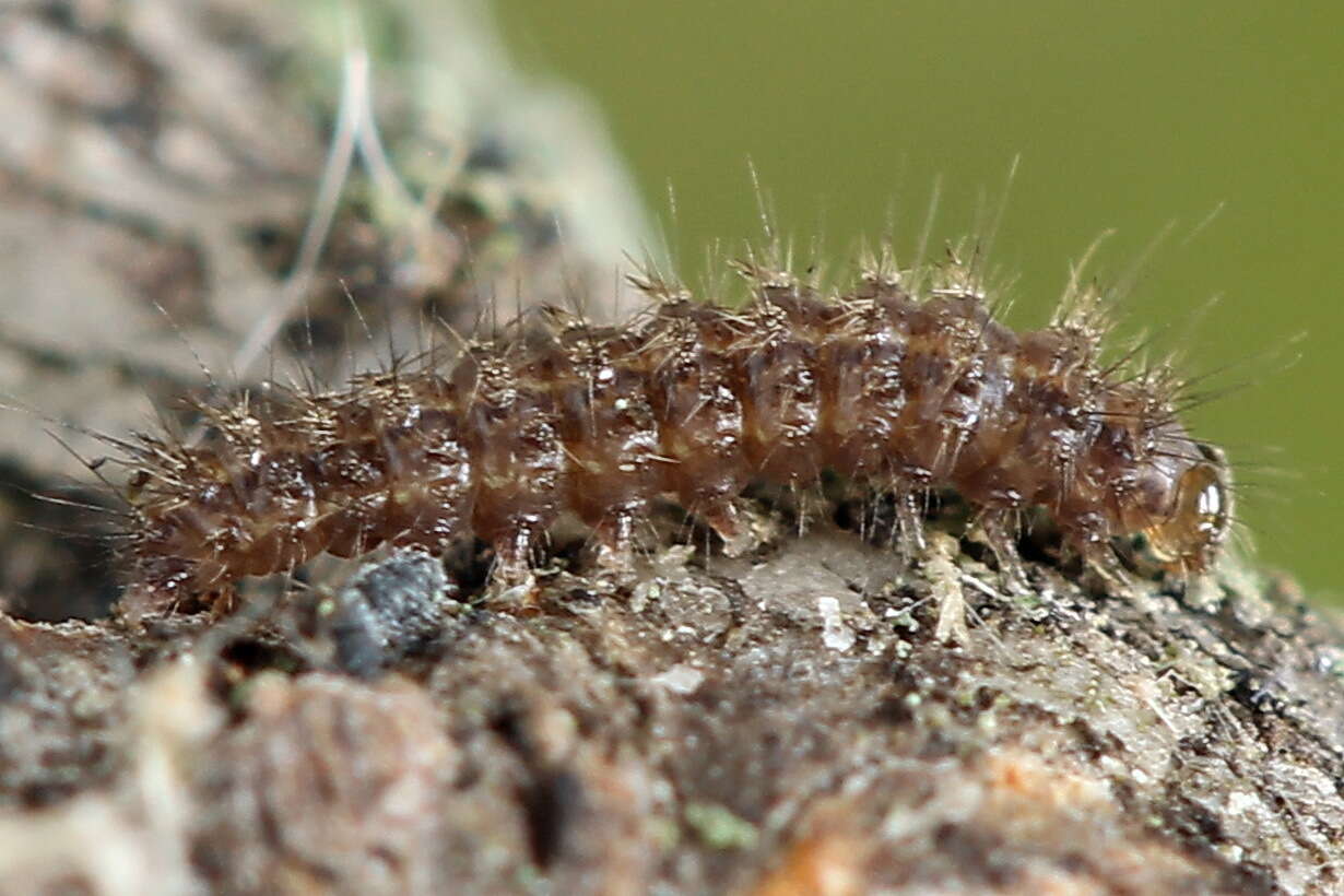 Image of small dotted footman