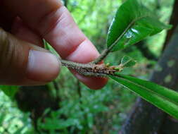 Image of Litsea elongata (Nees) Benth. & Hook. fil.