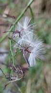 Image of Paraprenanthes melanantha (Franch.) Ze H. Wang