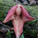 Plancia ëd Aristolochia paracleta H. W. Pfeifer