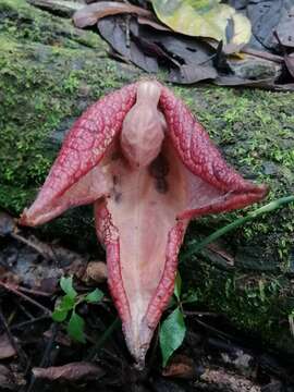 Plancia ëd Aristolochia paracleta H. W. Pfeifer