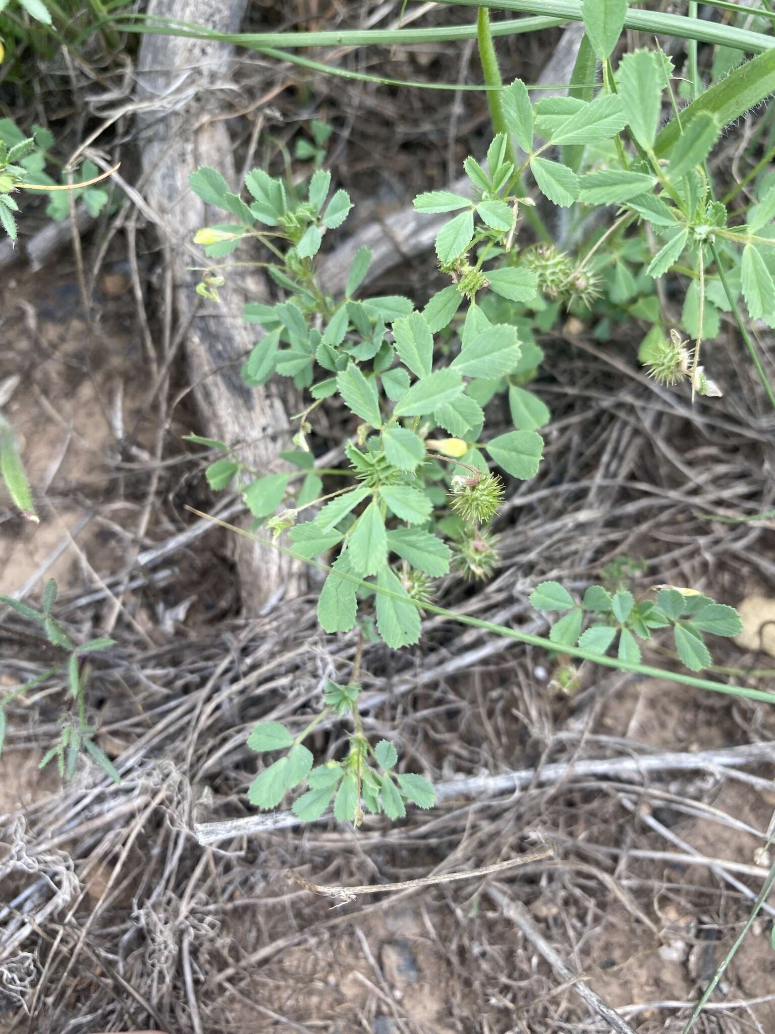 Image of cutleaf medick