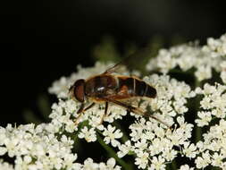 Слика од Eristalis pertinax (Scopoli 1763)