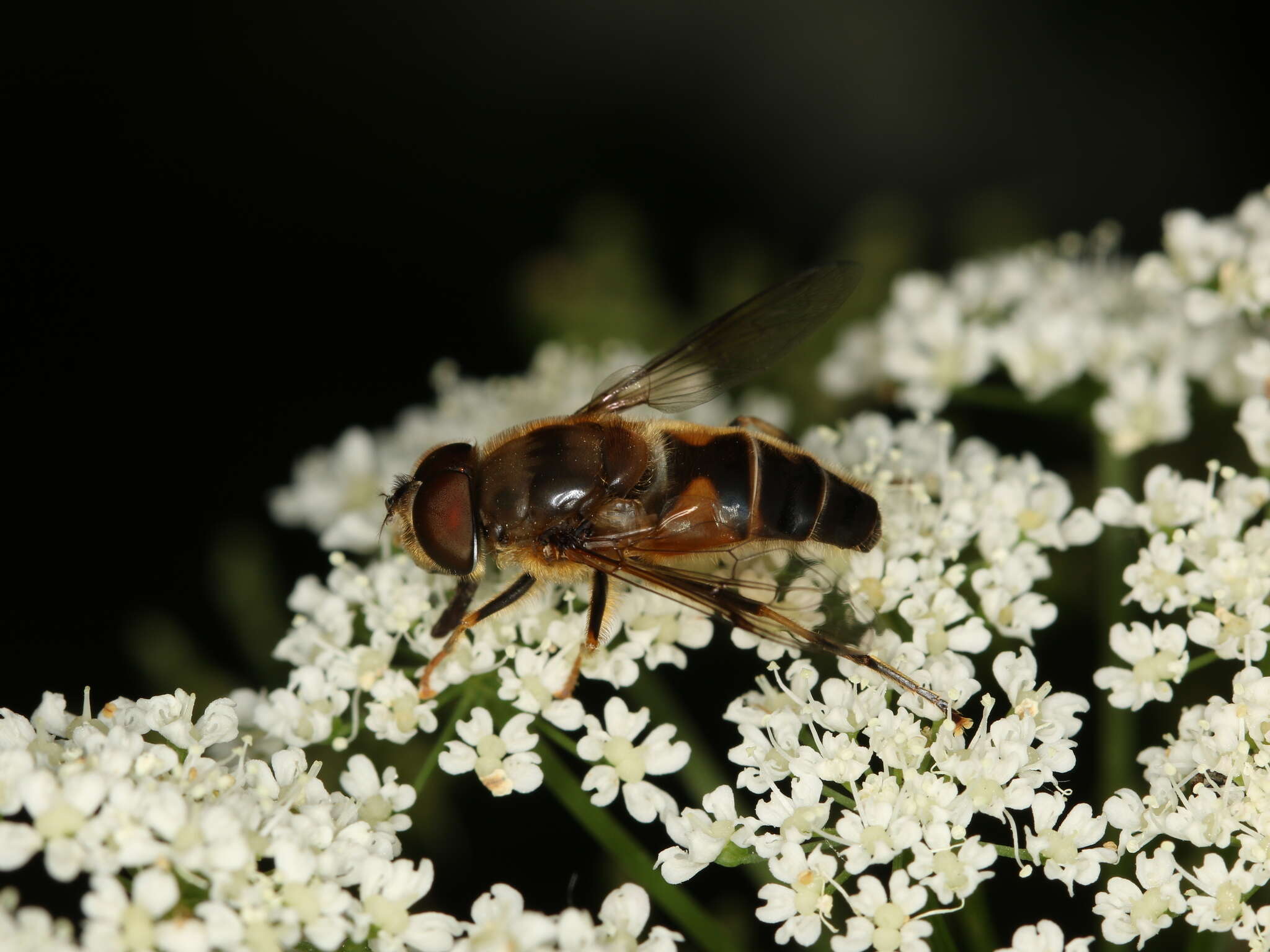 Image of Eristalis pertinax (Scopoli 1763)