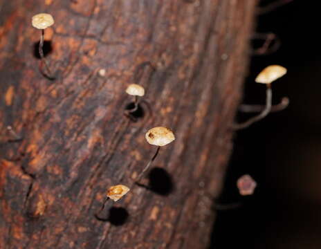 Image of Marasmius alveolaris Cleland 1927