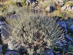 Image of Lavandula lanata Boiss.