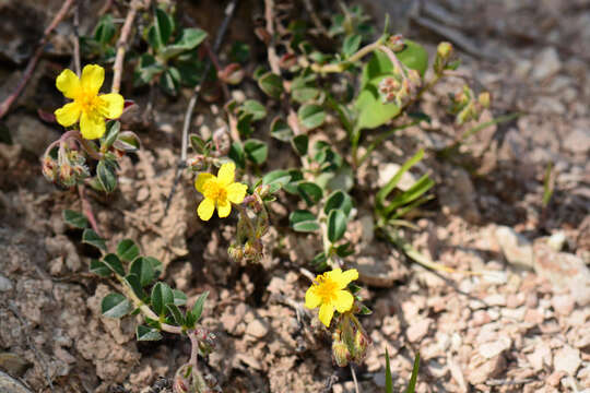 Image of Helianthemum cinereum (Cav.) Pers.