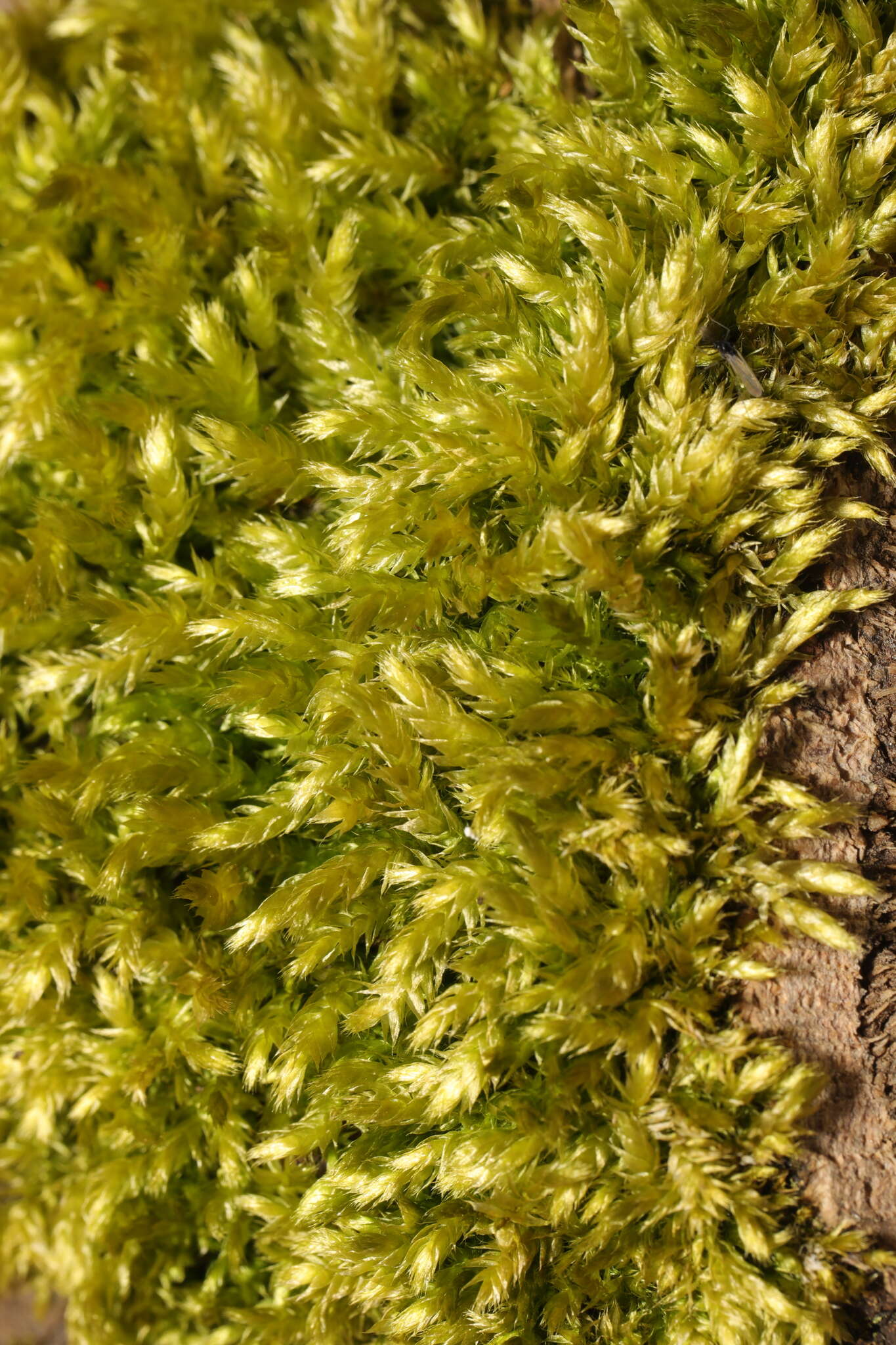 Image of rough-stalked feather-moss