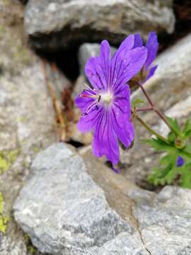 Image of Geranium gymnocaulon DC.