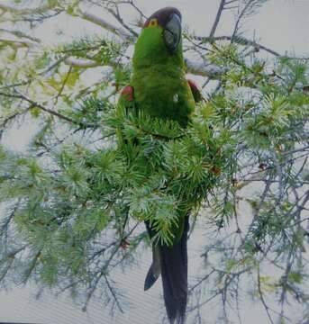 Image de Rhynchopsitta Bonaparte 1854