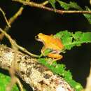 Dendropsophus koechlini (Duellman & Trueb 1989) resmi