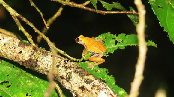 Image of Koechlin's Treefrog