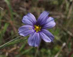 Image of western blue-eyed grass