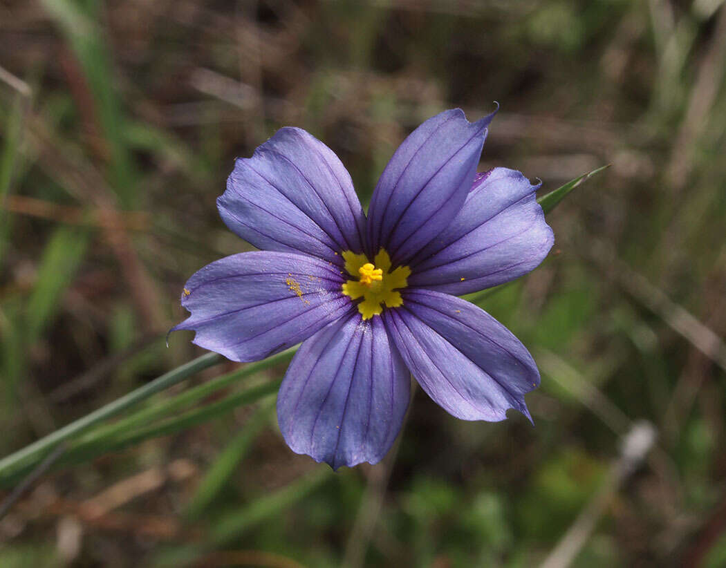 Image of western blue-eyed grass