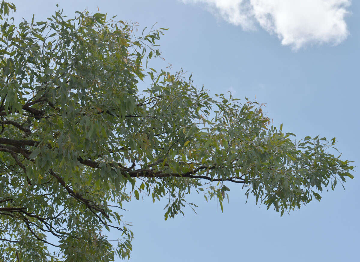 Image of Eucalyptus microneura Maiden & Blakely