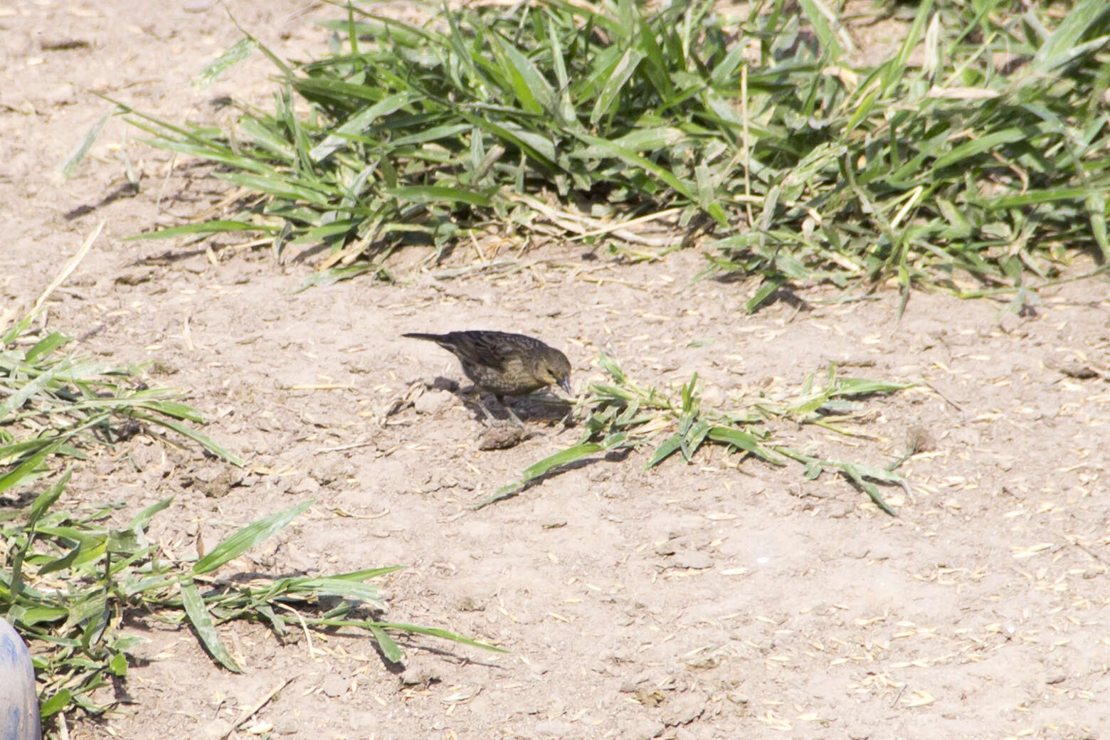 Image of Chestnut-capped Blackbird