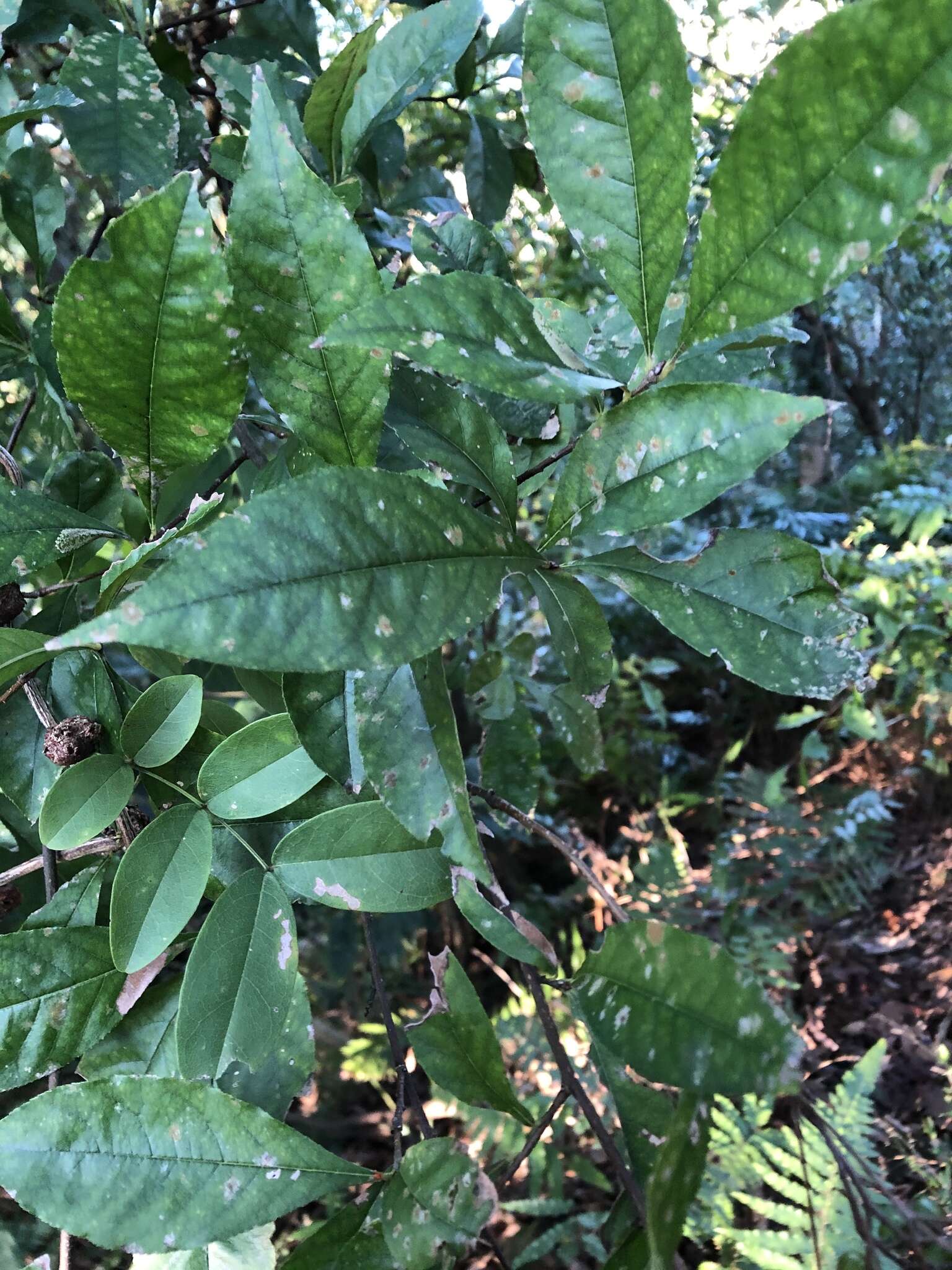 Image of Photinia arguta Wall. ex Lindl.