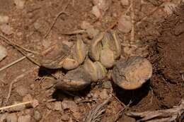 Image of Adromischus umbraticola C. A. Smith