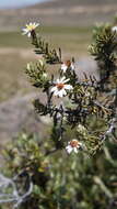 Image de Diplostephium cinereum Cuatrec.