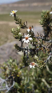 Sivun Diplostephium cinereum Cuatrec. kuva