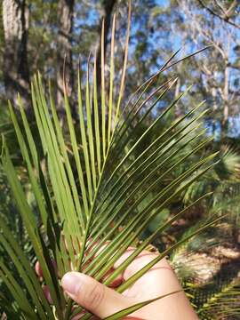 صورة Macrozamia communis L. A. S. Johnson