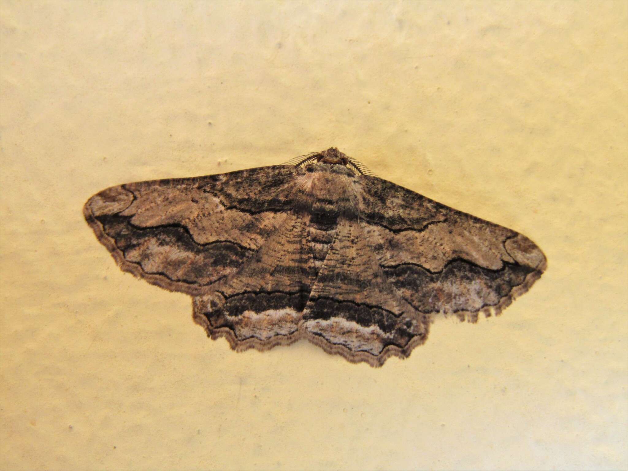 Image of Menophra berenicidaria Turati 1924