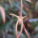 Image of Maxillaria amplifoliata Molinari