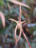 Image of Maxillaria amplifoliata Molinari