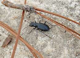 Image of Autumn Tiger Beetle